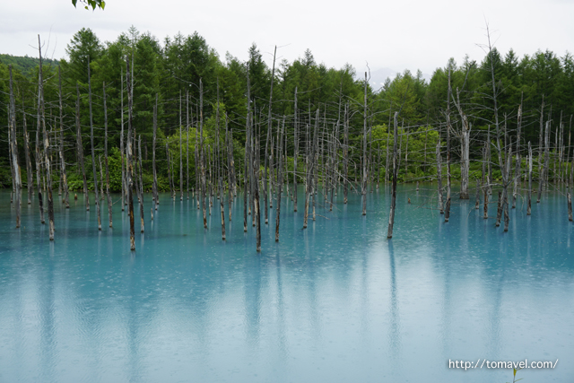 雨の日の青い池